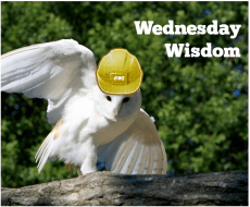 Wednesday Wisdom